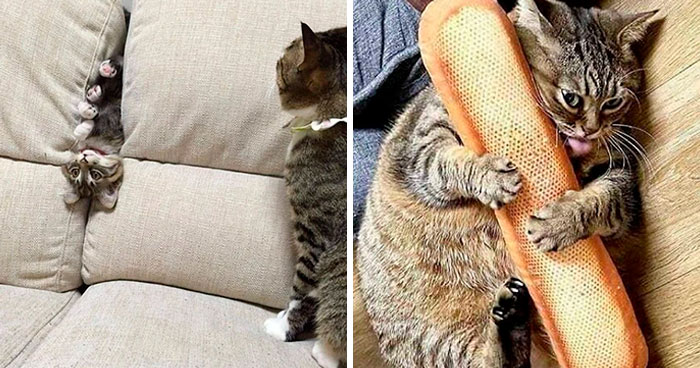 40 Of The Derpiest Cats Caught On Camera
