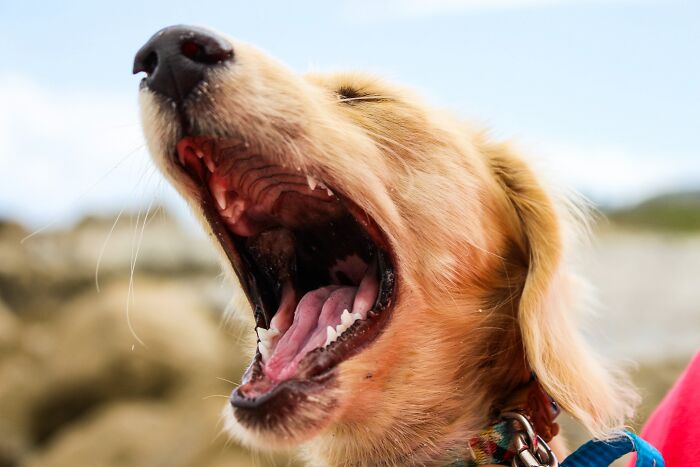 Mito: La boca de un perro está más limpia que la de un humano