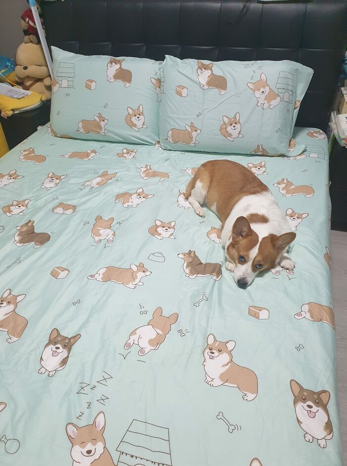 The Princess Seems To Disapprove The Sheets