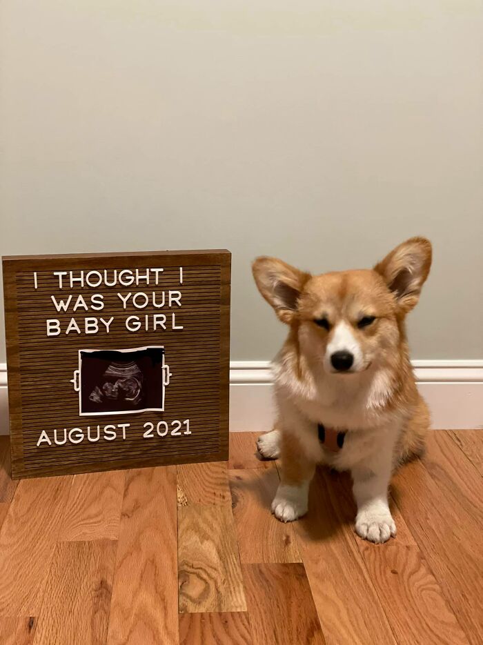 Major Disapproval Of Being Told There Will Be “Another” Baby Girl Joining The Family. Does Not Like The Promotion To Big Corgo Sister