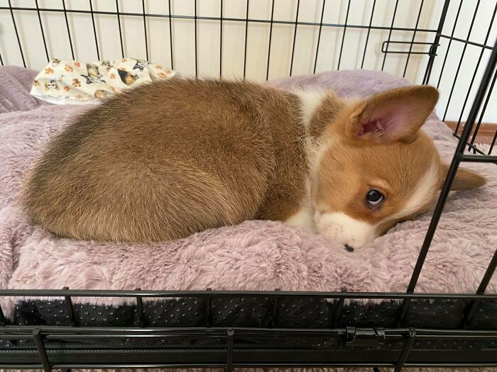 Kirby’s Disapproving Face The First Time She Had To Sleep In Her Crate After Her First Day Home With Us