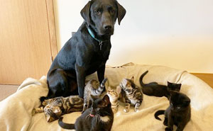 https://static.boredpanda.com/blog/wp-content/uploads/2021/08/dog-cat-labrador-adopts-seven-kittens-rachel-battersea-latest.jpg