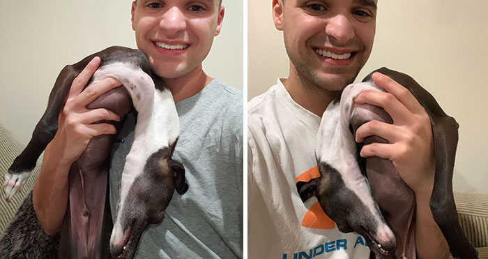 Italian Greyhound “Melts” When His Owner Tries To Take Pictures With Him