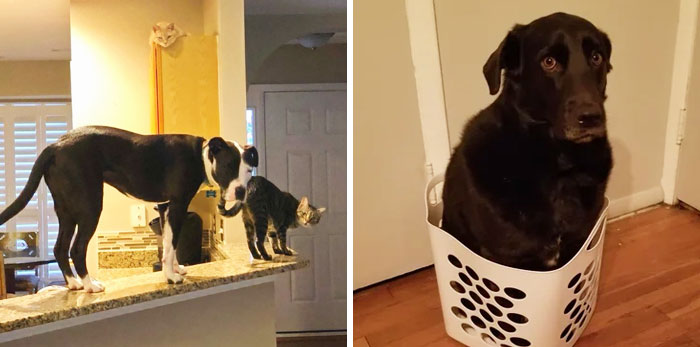 50 Dogs Who Forgot How To Dog But Definitely Know How To Cat (New Pics)