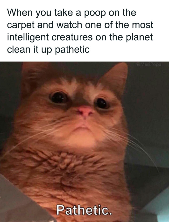 Meow💩irl