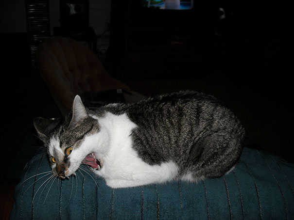 funny-cats-sneezing-12-611abda0a4740.jpg