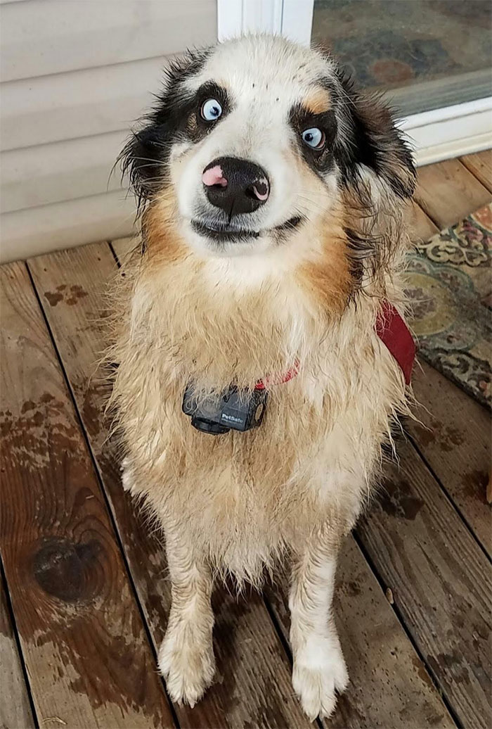 I Told Him Not To Get Dirty While Outside To Potty. This Is His "Sorry Mom, It Was An Accident" Face