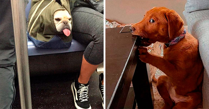 50 Pics Of Dorky Dogs That People Just Had To Share