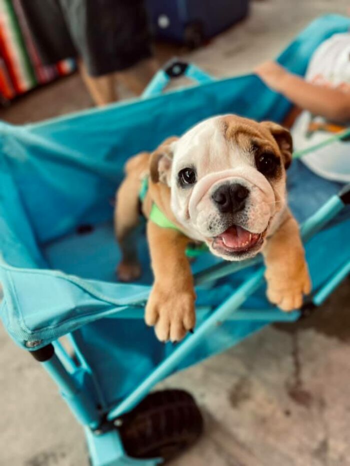 Went To The Farmers Market Today And Met Emory, A 3 Mo Old English Bulldoggo!