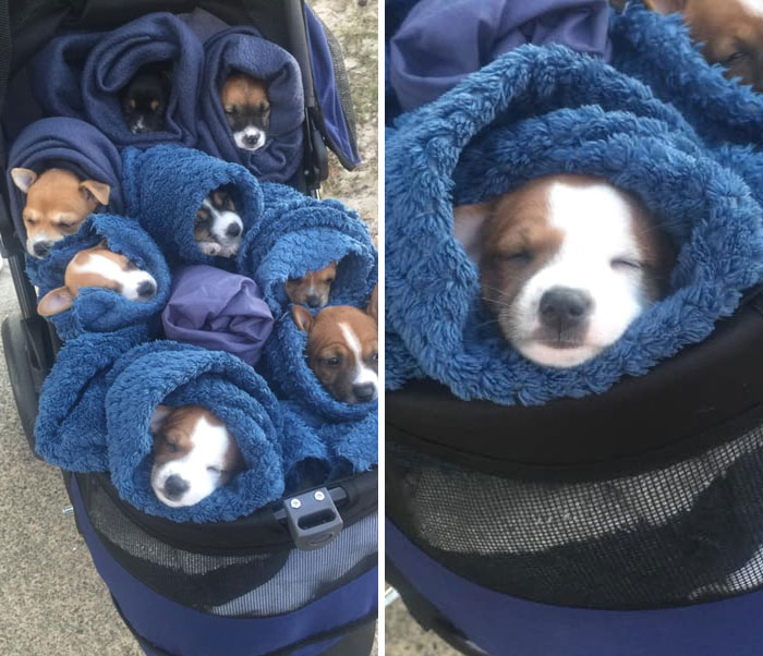 Parents Sent Me A Photo Of This Bouquet Of 5 Week Old Puppies. Spotted On The Sunshine Coast