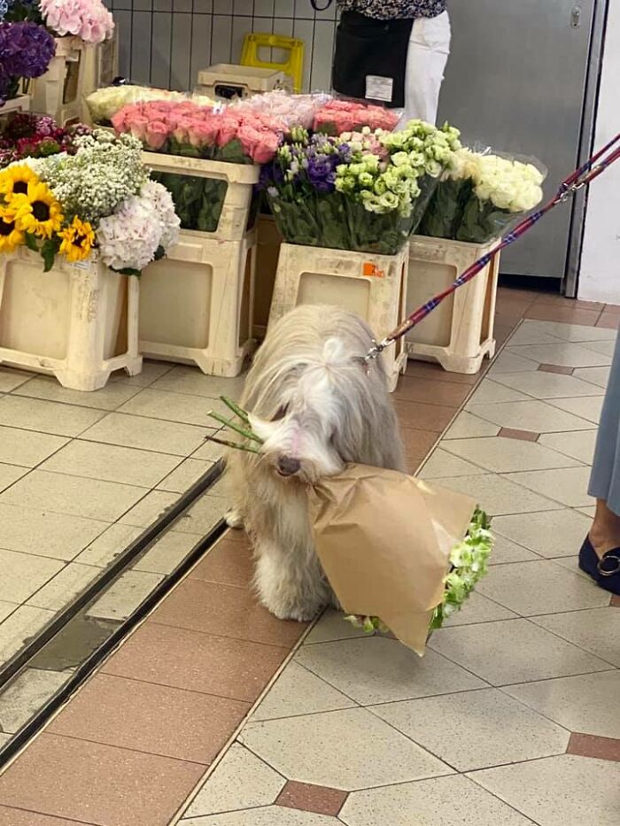 Have You Seen This Dog??? Crime: Theft Wanted For: Stealing Flowers And Hearts