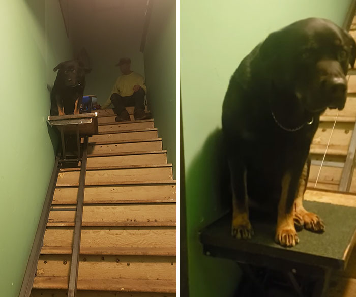Meet Gunner...the Bestest Old Boy Who Had Knee Surgery... So His Human Made Him His Own Private Elevator. 100/10 Would Pet Again!
