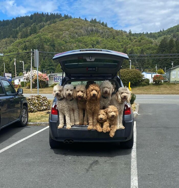 Decided To Stop By The Thrift Store And Inadvertently Came Across What Must Be The Entrance To Heaven. Or At Least The Car Ride There. Not Pictured - Too Cool For School Pupper Riding Shotgun Up Front!