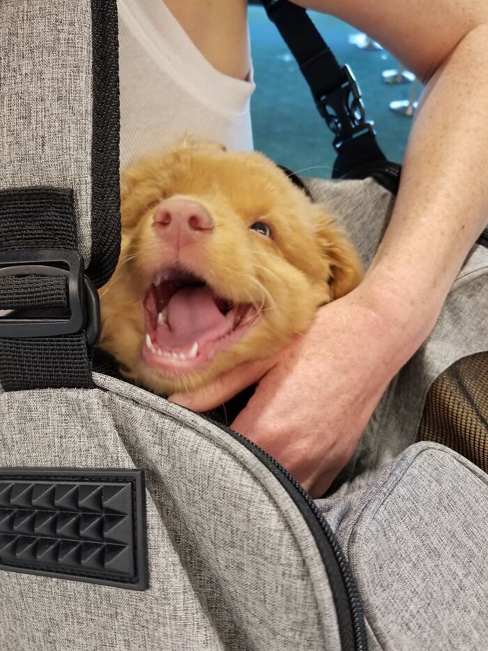 Got To Meet A Very Happy Sleepy 9 Week Old Duck Today And Thought I Might Die. 16/10 For Softest Smiling Yawn