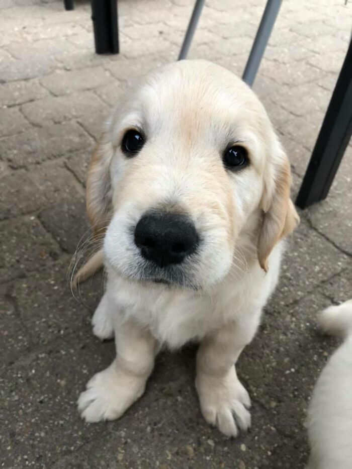 Say Hi To Bertram The Cutest Little Face Ever! One Of My In-Laws 9 Golden Retriver Puppies. Only 8 Week Old And Look At These Eyes