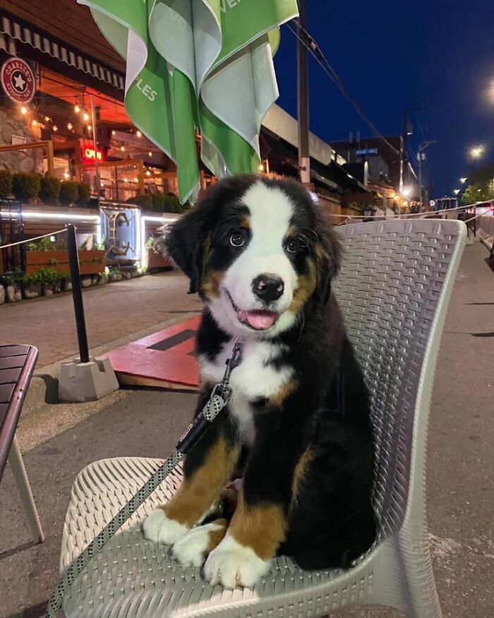 Proxy Spot… Meet Ace! The Goodest Boy To Dine Outdoors In Beautiful White Rock. Credit To The Restaurant He Visited: Charlie Don’t Surf