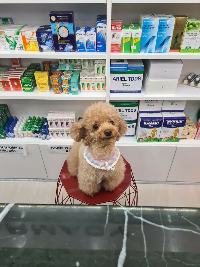 Nuevo dependiente en la farmacia local