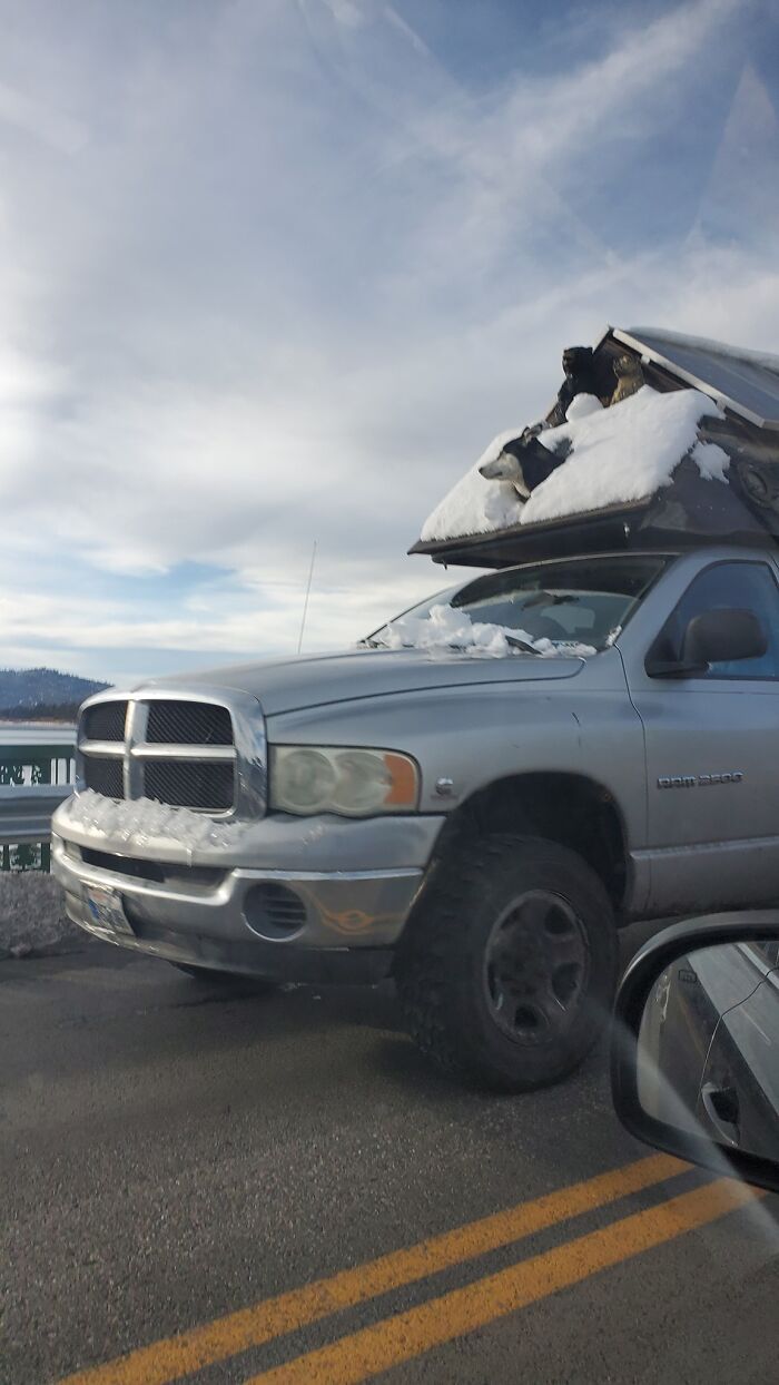 The Best Dogspot Of My Life!!!! This Truck Had A Doghouse On The Roof Of His Truck And It Had Little Windows With All The Dogs Sticking Their Heads Out!!! The Husky Was Leading The Way
