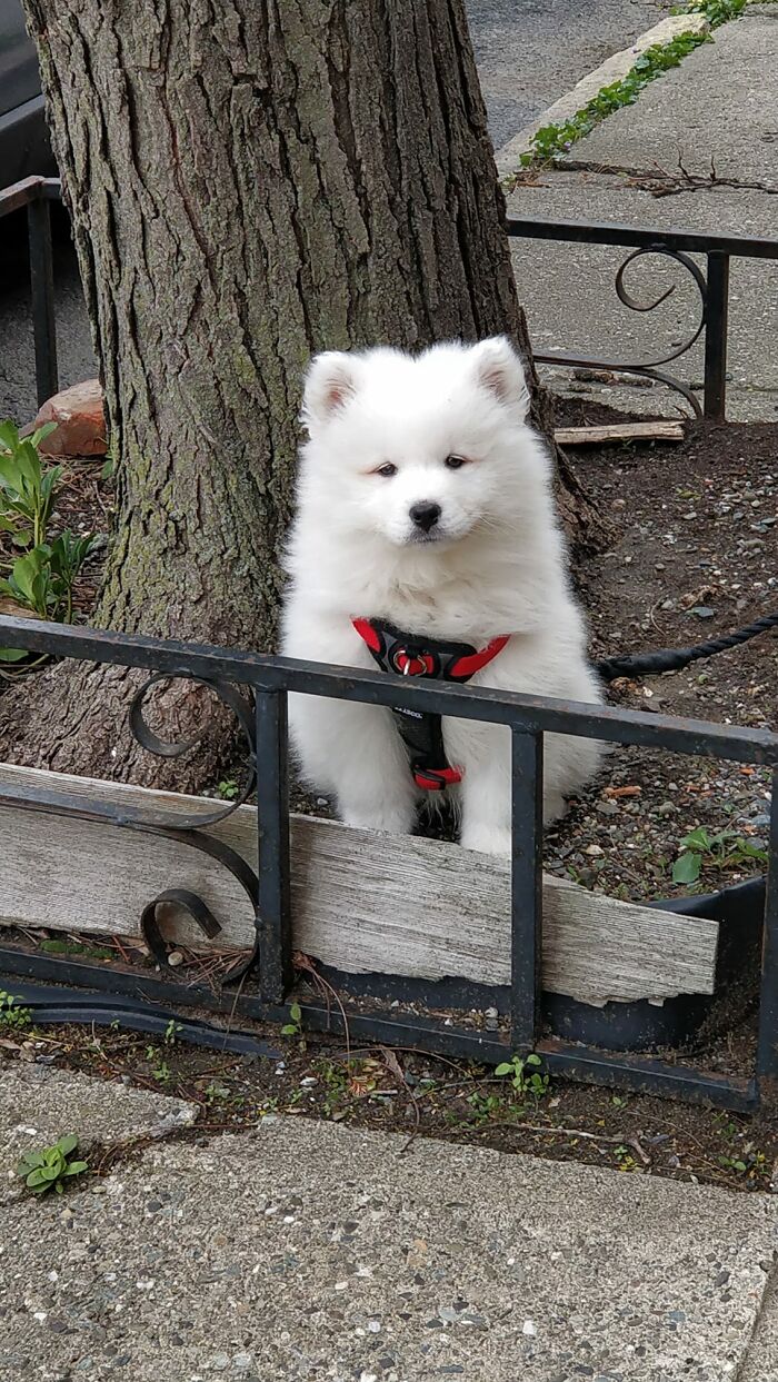 This Strange Plant Is Named Appa, After The Creature From Avatar. He's An Eight-Week-Old Samoyed