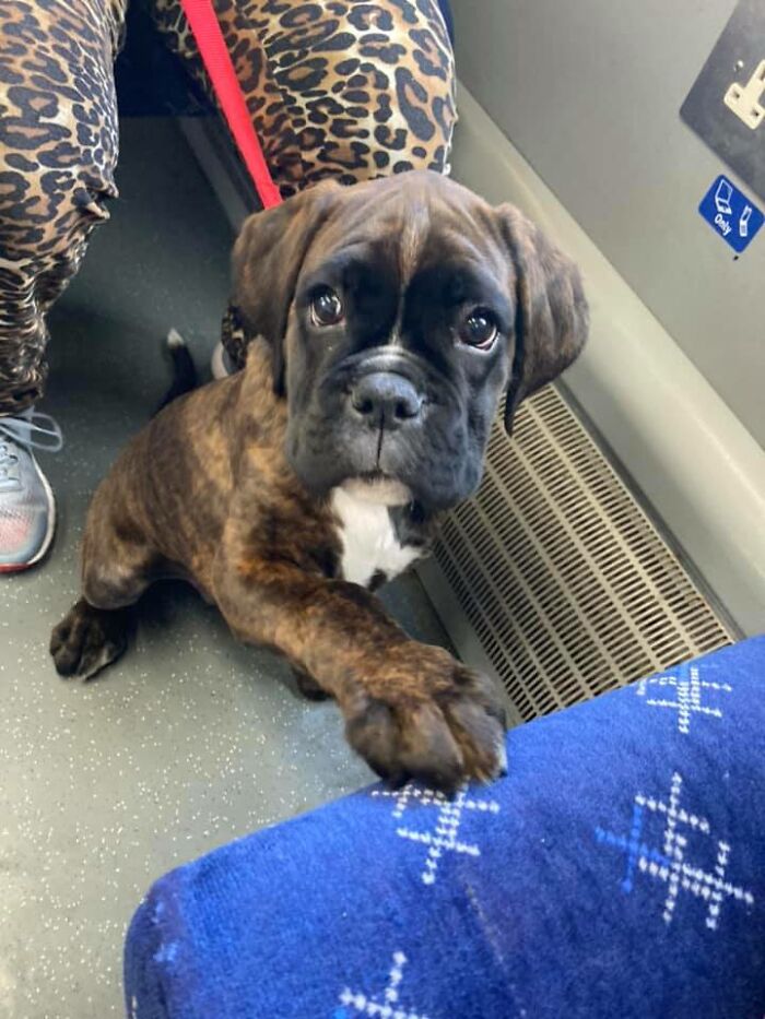 Blessed To Sit Next To This 12 Week Old Wrinkly Puppo On Her First Train Journey!!! Copious Pats Were Given And Several Boops Administered Throughout The Journey, +10 Points For Being Such A Good Girl And Not Having Any Stinkin’ Accidents On The Way
