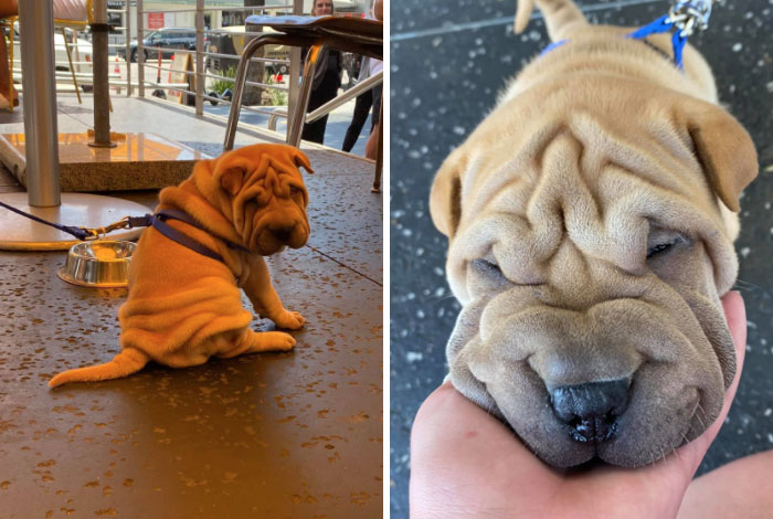 Saw The Cutest Little Wrinkly Bum In Los Angeles! His Name Is Theodore And He’s 7 Weeks
