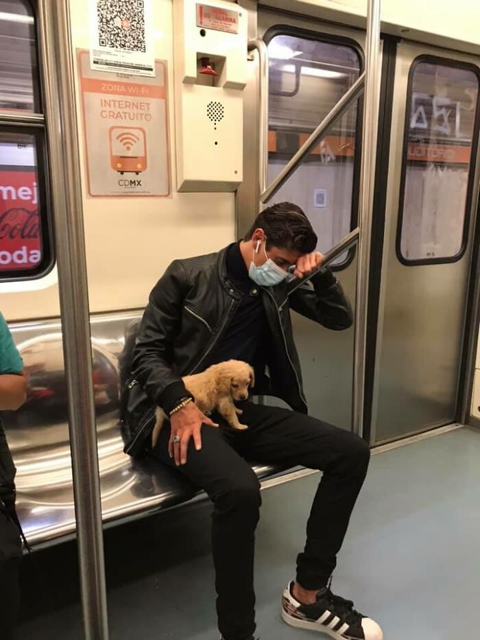 Little Puppy Spotted At Mexico City Subway