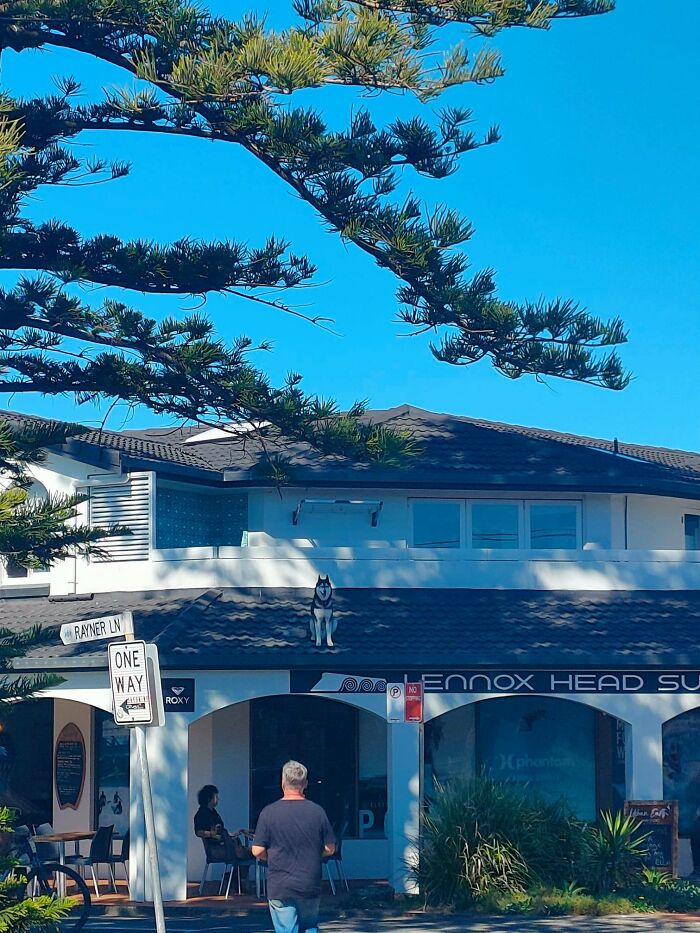 I Live In A Beach Town Called Lennox Head In Australia. I See This Dog Every Day In This Exact Spot. The Locals Are So Used To It That They May As Well Be Part Of The Scenery. I Like To Think Of Them As The Town Guardian Watching Over Us, Keeping Us Safe. Cool Dog/10