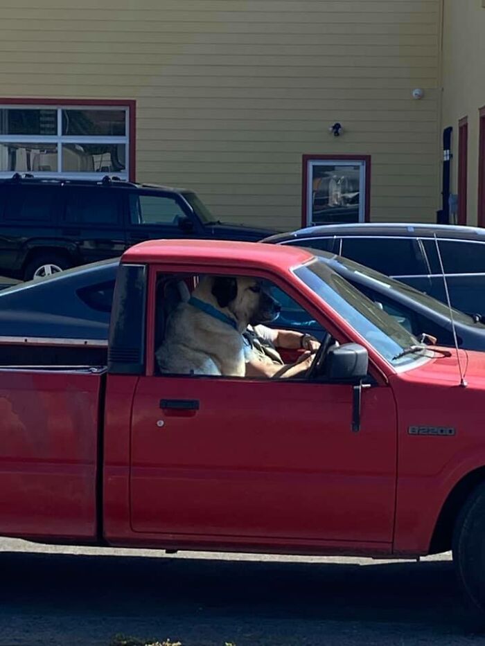 Does Anyone Else Find As Much Joy In Extra Lorge Dogs In Tiny Trucks As I Do? Ok