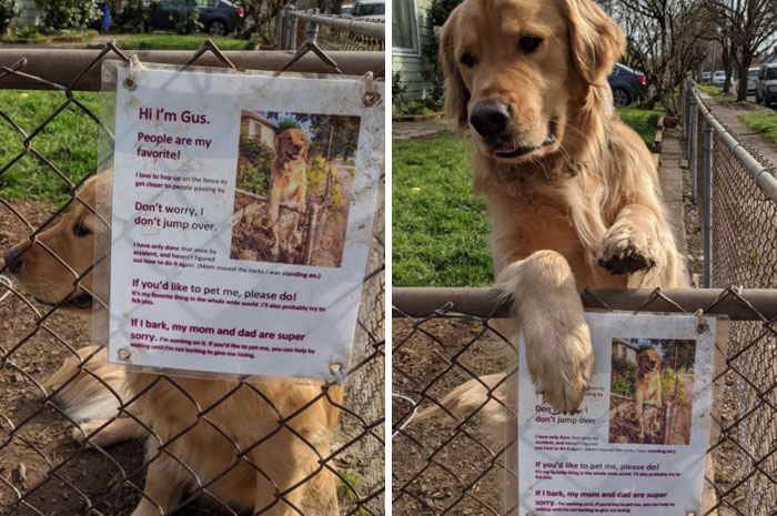 This Is Gus, I Met Him On A Walk Today In Portland, Or. Can Confirm That Everything On The Sign Is True, He Is A Great Boy!!!