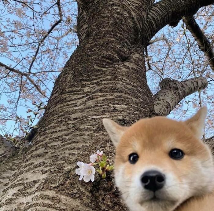 Shiba Puppy, Aptly Called Sakura Spotted And Booped My Phone