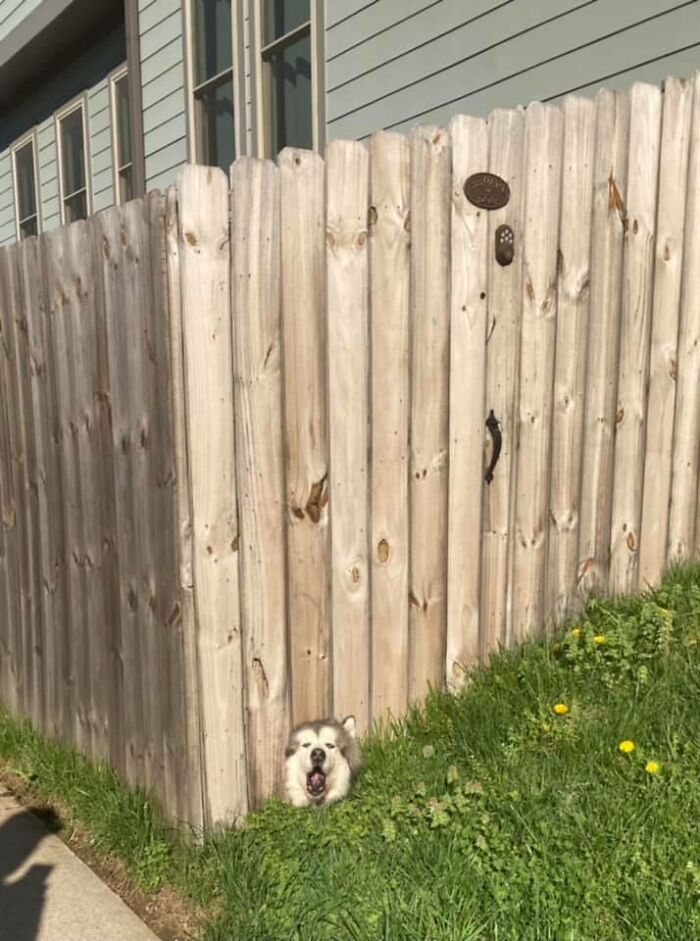 Paso por este agujero en la valla todos los días cuando paseo a mi perro. Esto es todo lo que siempre quise que pasara