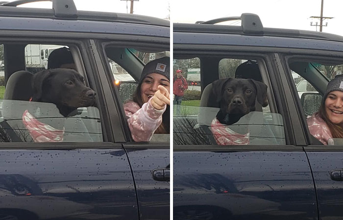 Dogspotting Is More Fun When You Get Help From The Owner