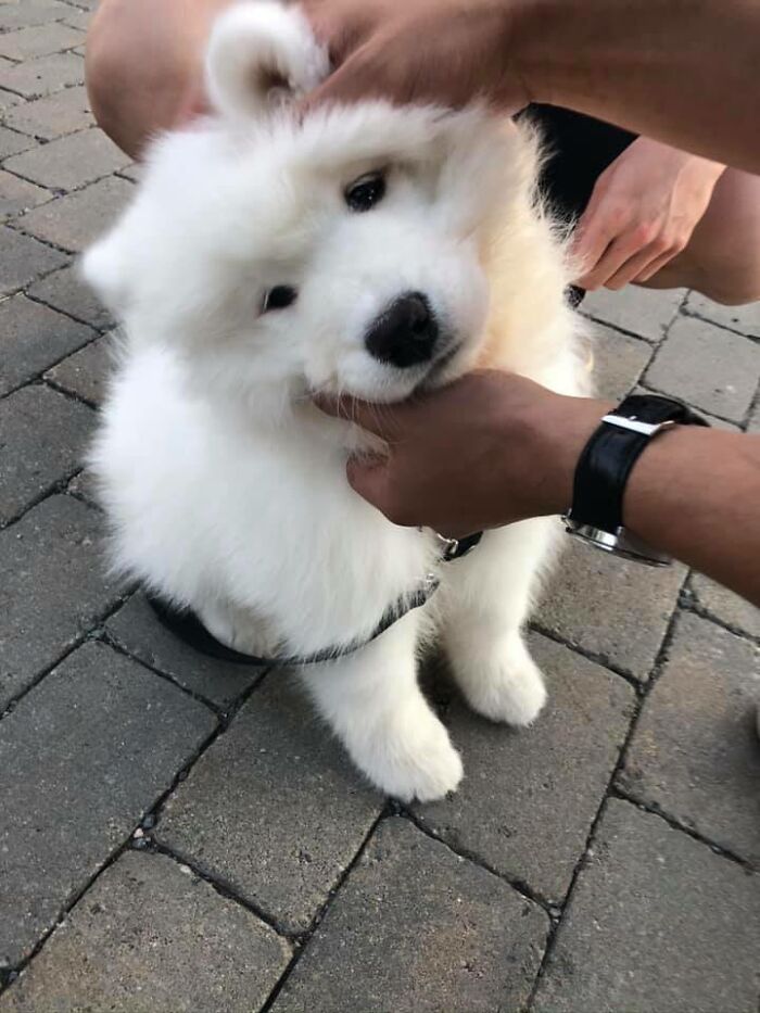 Spotted A Samoyed Named Ghost!!