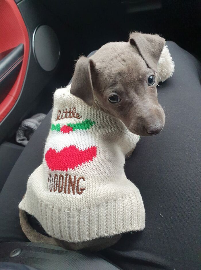 My Mum And Dads New Italian Greyhound Puppy Shes 8 Weeks Old And Her Name Is Holly
