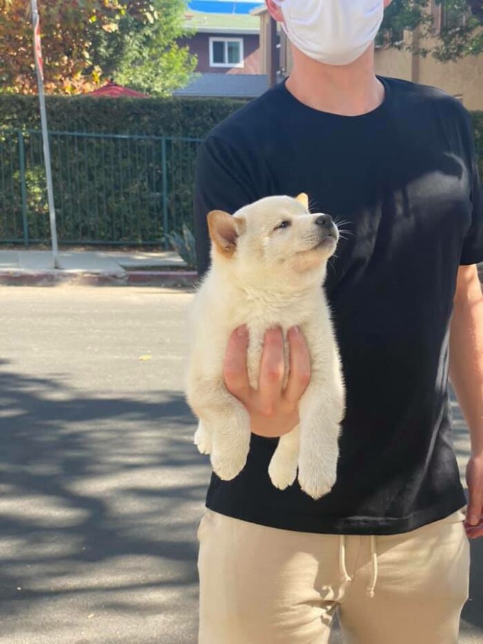 His Name Is Tofu, 12/10 Would Have His Owner Fully Extend His Arm Again So That I Could Fully Extend Mine And Give Him Lil Distant Shibe Scritches