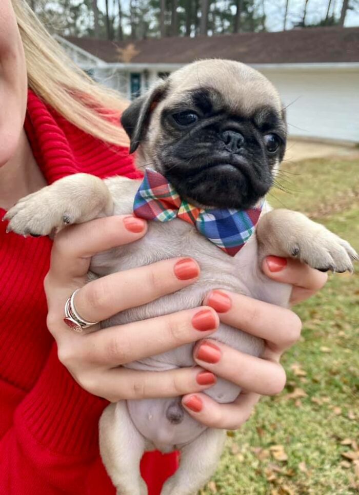 Met Ron, The 8 Week Old Pug Today While Getting My Mail. 11/10 Good Boy And Dressed For Success With His Bow Tie. Best Part - He Lives Across The Street!