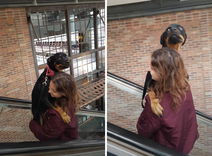 This Pup Was Too Scared To Be On An Escalator