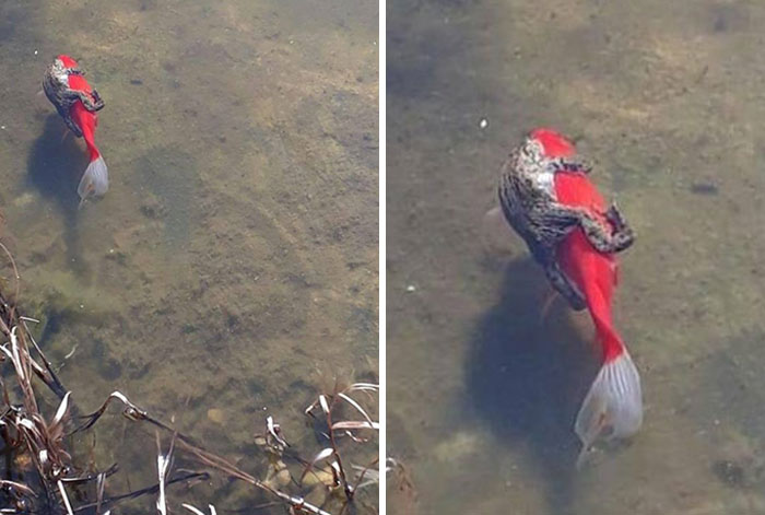 The First Time I've Seen A Frog Riding A Fish