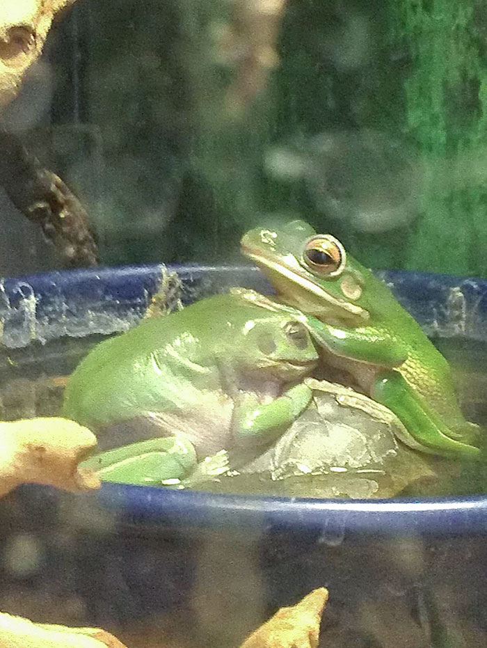 Woke Up To My Frog Being Blessed