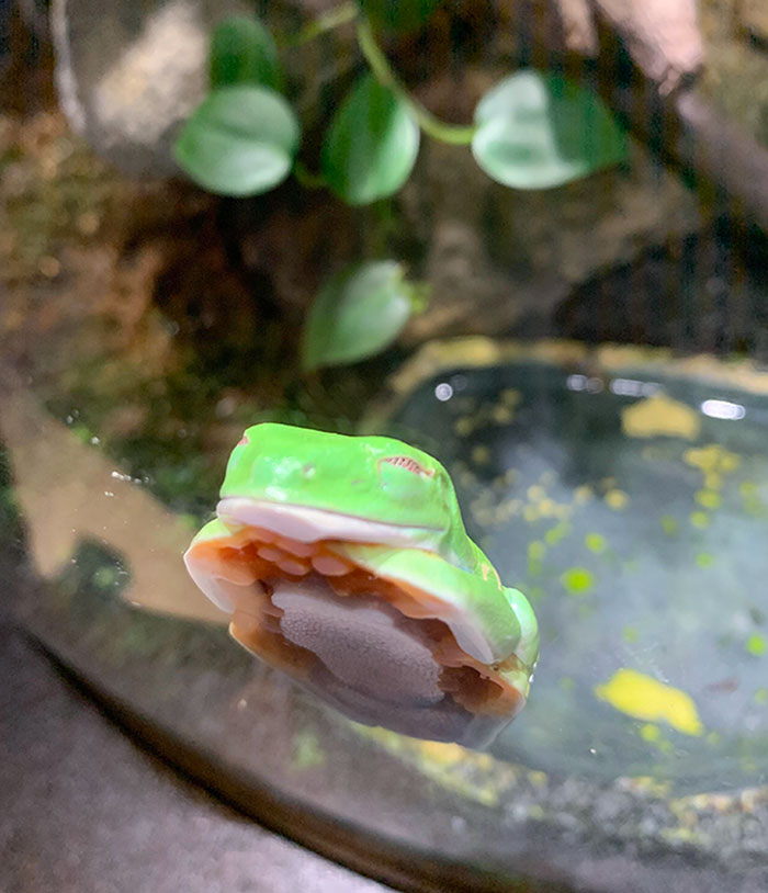 Content Little Froggy At An Aquarium In Scranton, PA