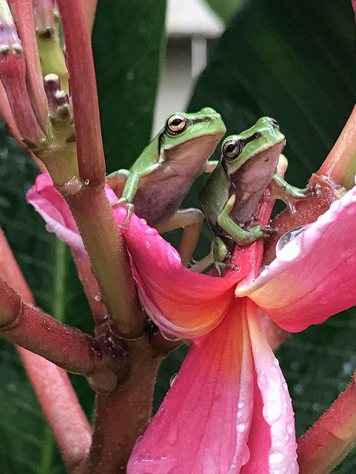 My Mum Snapped This Picture Of A Frog Putting Its Hand Around Another Frog