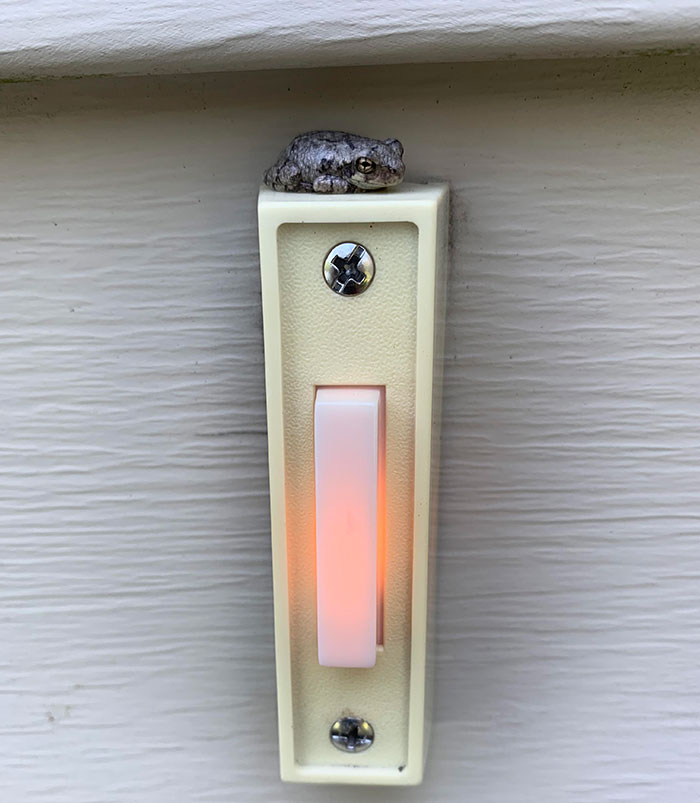 Tiny Frog. Doorbell For Seat/Scale