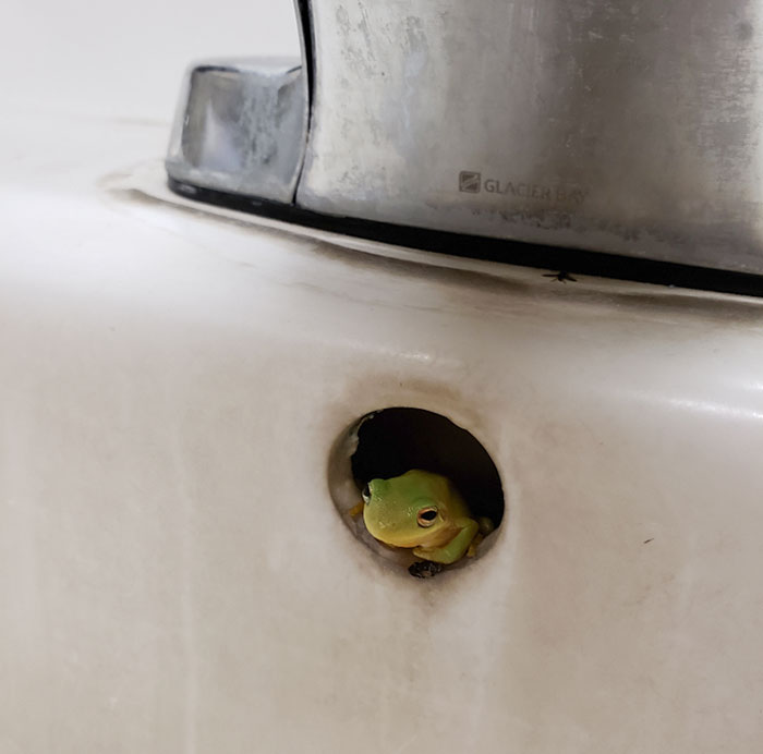 This Frog In The Overflow Hole In My Job's Bathroom Sink
