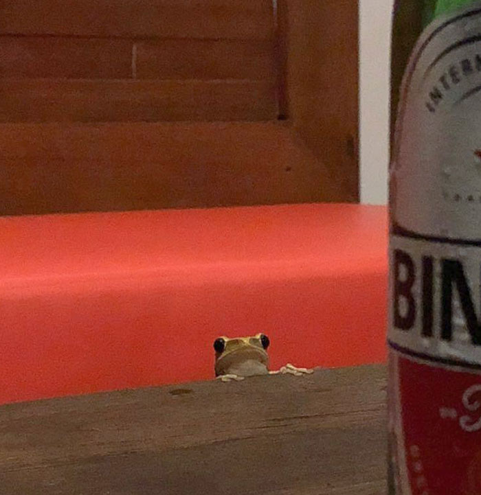 One Small Beer For Froggo, Please