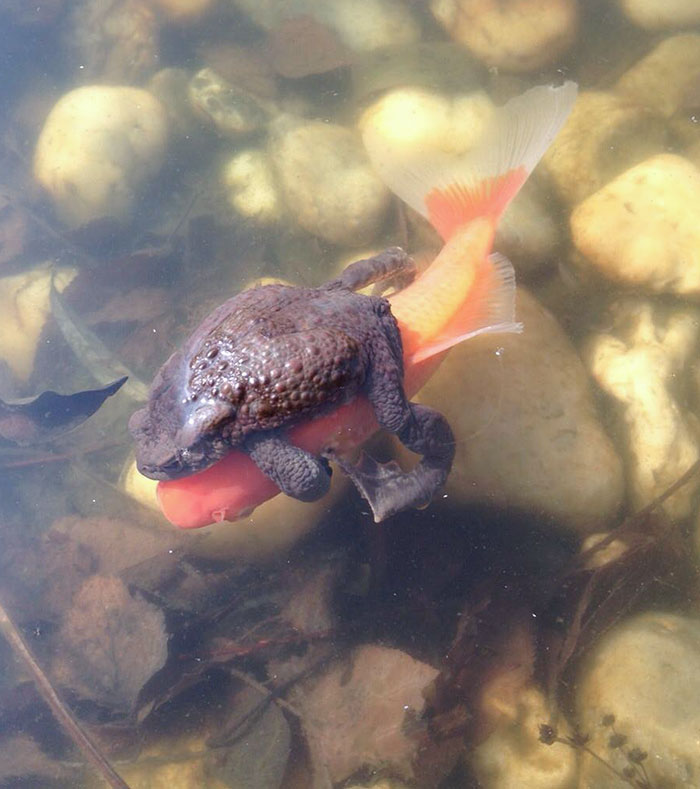A Frog Riding A Goldfish