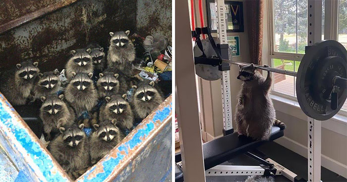 This Online Group Shares Funny Pics Of Racoons That Prove They May Be The Goofiest Animal Ever (50 Pics)