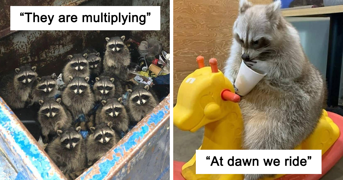 This Online Group Shares The Funniest Raccoon Photos | Bored Panda
