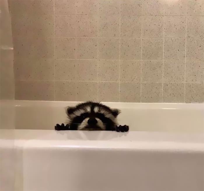 el mapache de la bañera te está viendo orinar