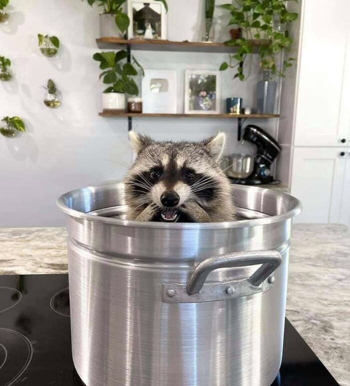 We Were Having A Friend Over For Dinner But Now He's In The Stock Pot And Won't Come Out