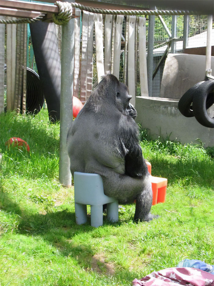 Gorilla Sitting On A Small Chair